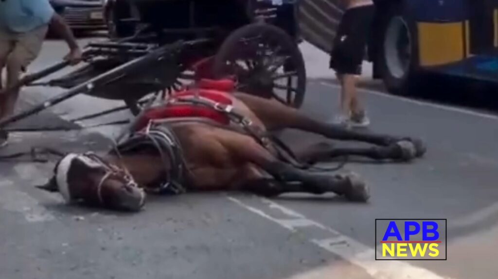 A NYC Carriage Horse Collapses in the Heat in Street